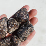 Turritella Agate Tumble - Growth/Ground tumbled cleanse & co.