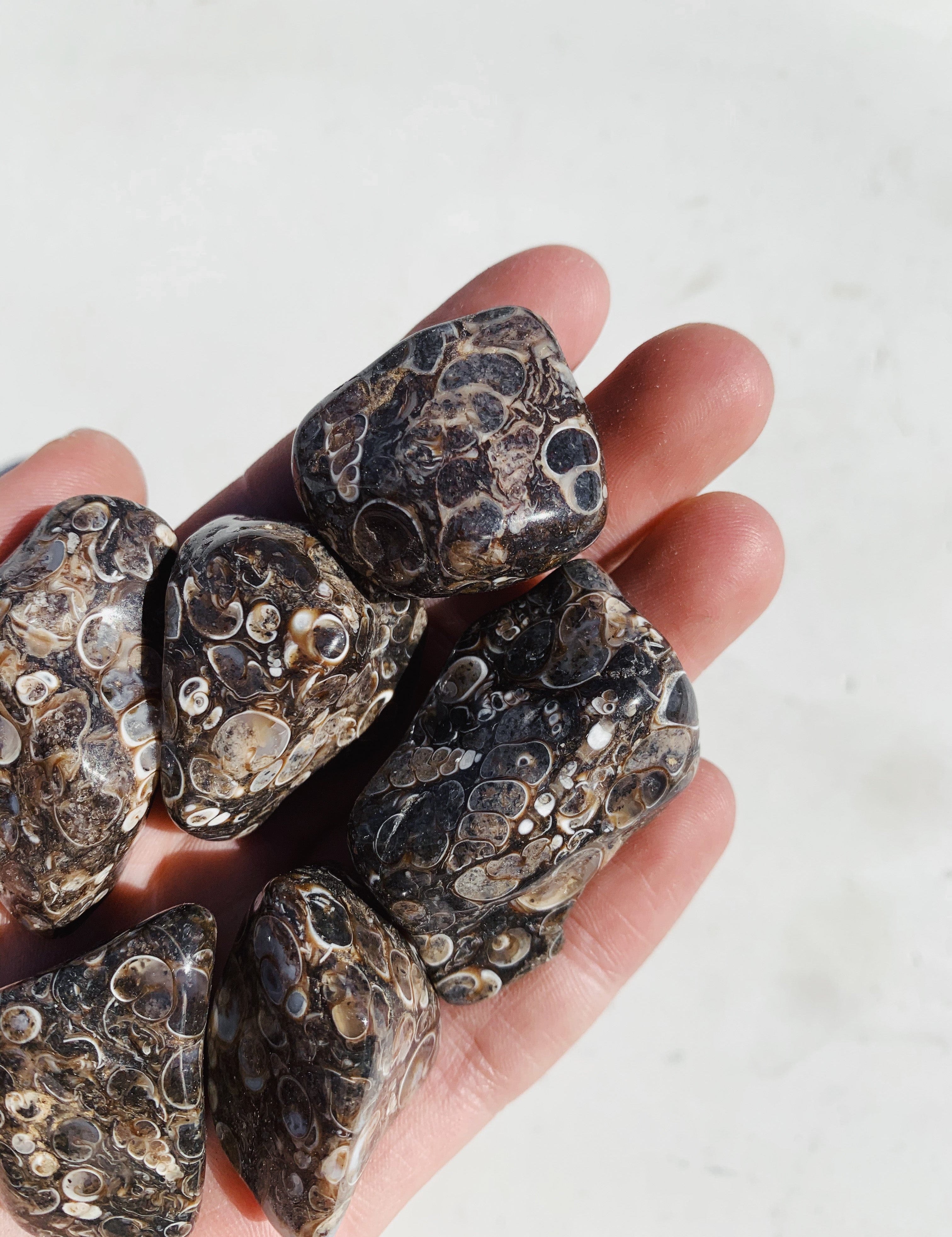 Turritella Agate Tumble - Growth/Ground tumbled cleanse & co.